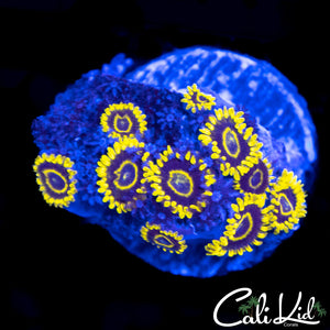 CK Golden Eye Mini Colony