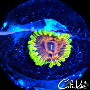 Jamba Juice Zoa