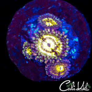 Mystery Zoa Quad