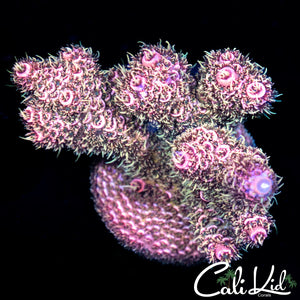 Pink Shaggy Milli Colony