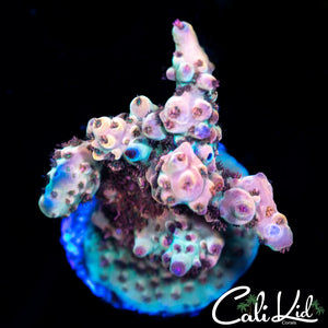 Ultra Rainbow Acro