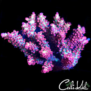 CK Shortcake Colony