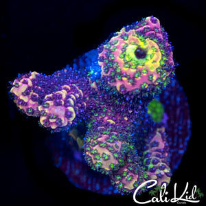 Ultra Rainbow Acro