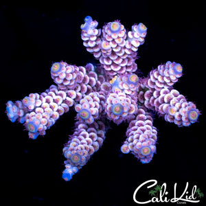 Malaysian Rainbow Tenius