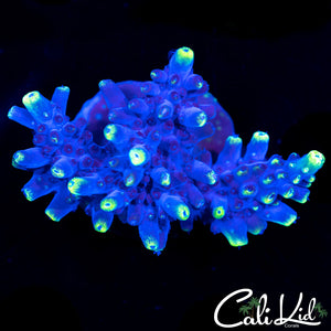 Blue Thunder Acro