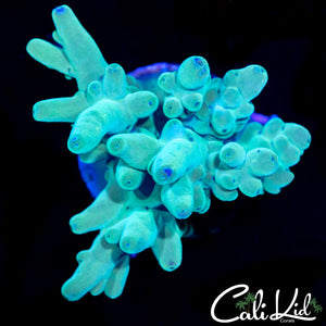 Smooth Skin Ultra Acro