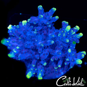 Blue Thunder Mini Colony