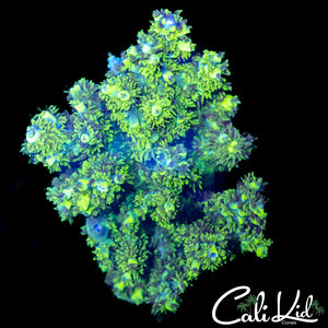 Oscar the Grouch Acro Mini Colony