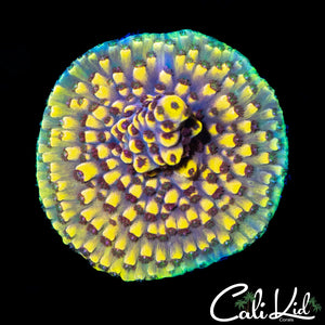 Bumble Bee Acro