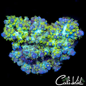 Blue Tip Fuzzy Acro