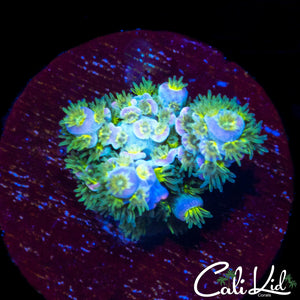 Insane Rainbow Tenius Frag