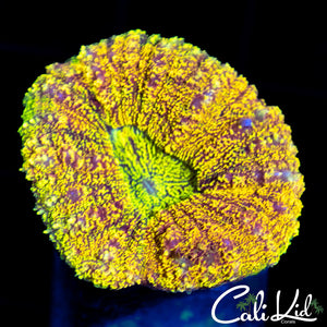 Rainbow Speckled Lobo