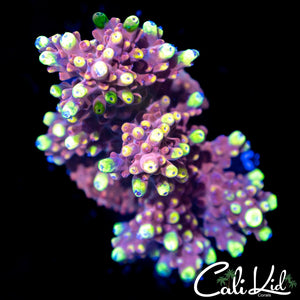 Purple / Gold Acro Colony