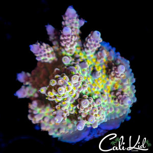 Gold Finger Acro Chunk