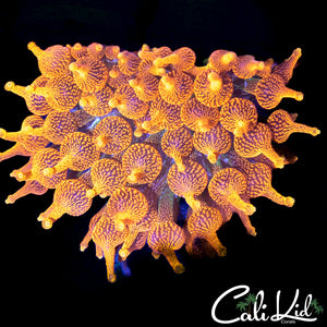 CC Colorado Sunburst