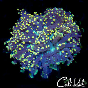 True Yellow Branching Frogspawn