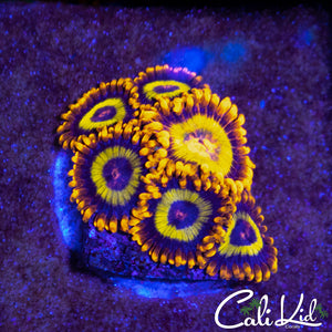 Fruitloops Zoa Mini Colony