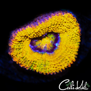 CK Banana Boat Acan *NEW RELEASE*