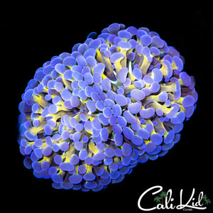 Golden Frammer Double