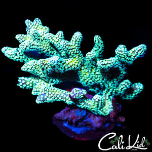 Two Tone Birds Nest Chunk