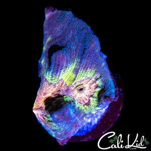 Rainbow Pectinia Frag