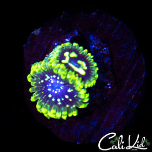 Exosphere Double