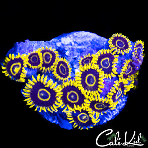 CK Golden Eye Mini Colony
