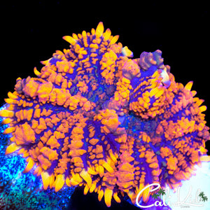 Pumpkin Spice Bounce Rhodactis XL