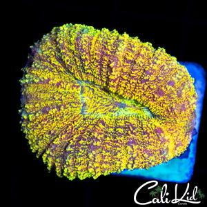 Rainbow Speckled Lobo