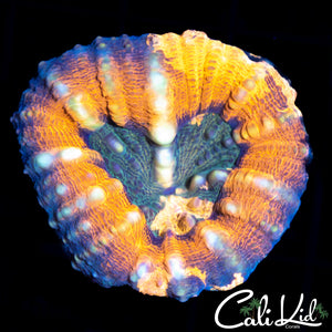 Amazing Rainbow Lobo