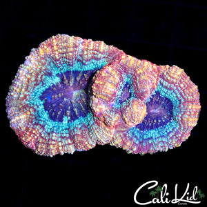 Rainbow Bower Triple
