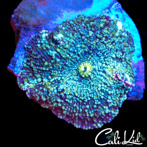 Ultra Spotted Disco Shroom