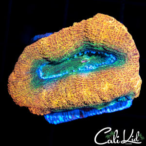 Sour Apple Bowerbanki