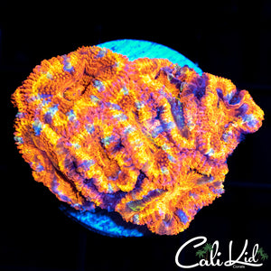 Ultra Rainbow Acan Mini Colony