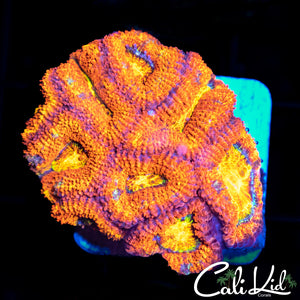 Ultra Acan Mini Colony