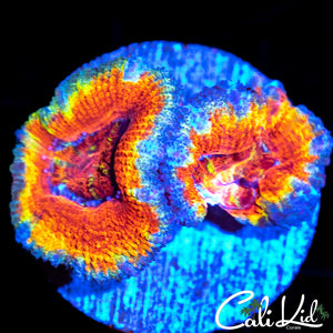 Ultra Rainbow Acan Double