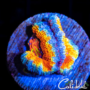 Ultra Rainbow Acan Double