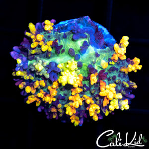 Stunning Magic Carpet Shroom