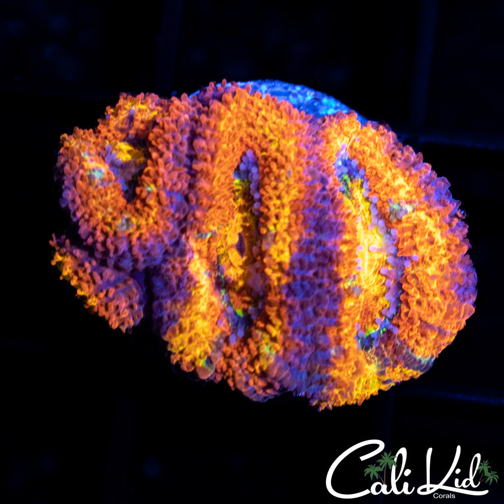 Ultra Acan Quad
