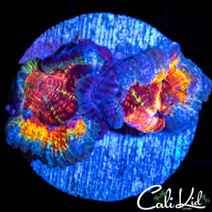 Ultimate Rainbow Acan Double