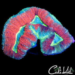 Rainbow Rim Symphillia