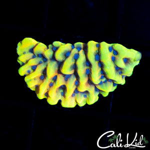 CK Peyote Dreams Monti