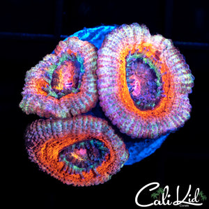 Ultra Acan Triple