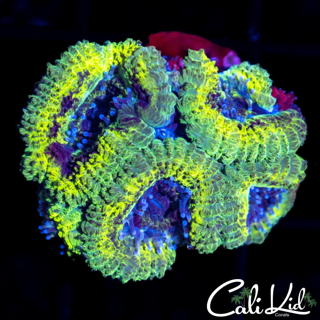 Rasta Acan Quad
