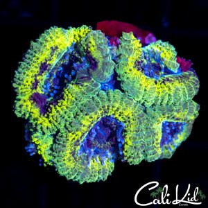 Rasta Acan Quad