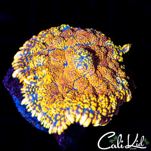 Ultra Rainbow Rhodactis