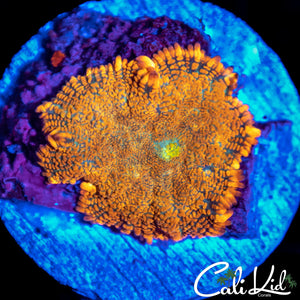 Flame Rim Rhodactis