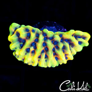 CK Peyote Dreams Monti