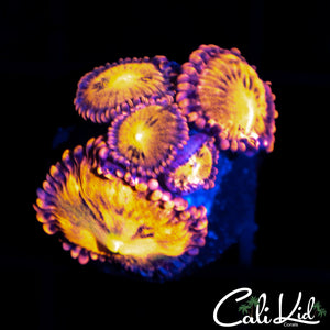 Playboy Bunny Mini Colony