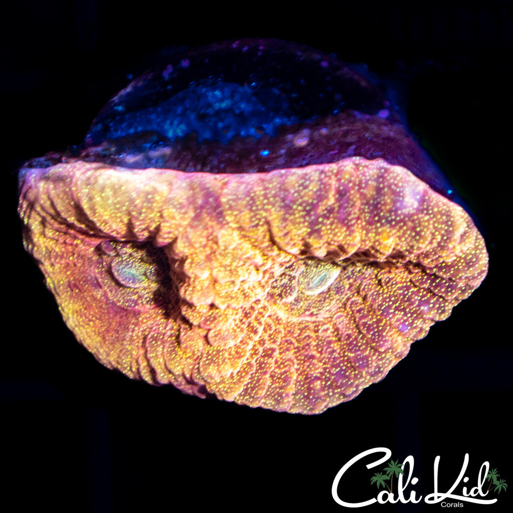 Ultra Speckled Favia
